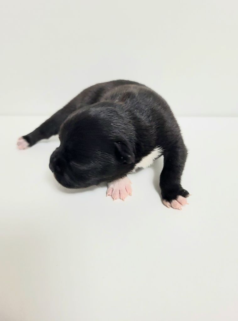 Dog Passion - Chiot disponible  - Staffordshire Bull Terrier