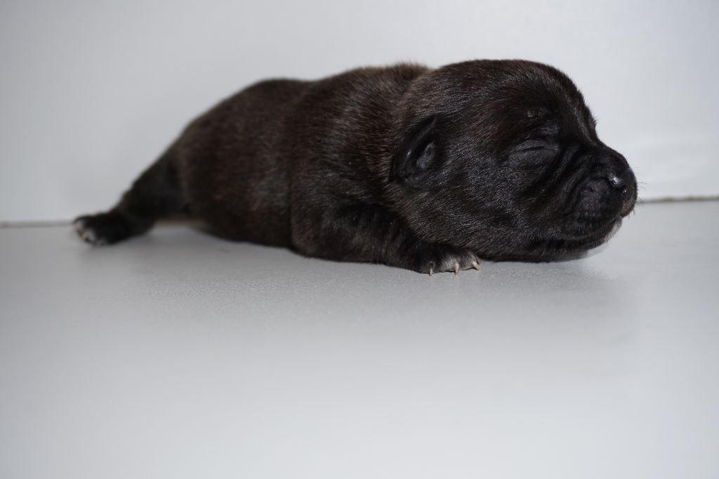 Dog Passion - Chiot disponible  - Staffordshire Bull Terrier