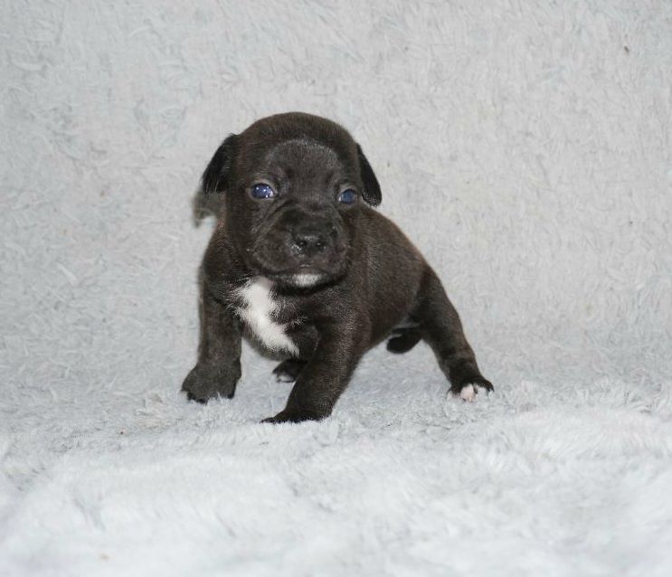 Dog Passion - Chiot disponible  - Staffordshire Bull Terrier