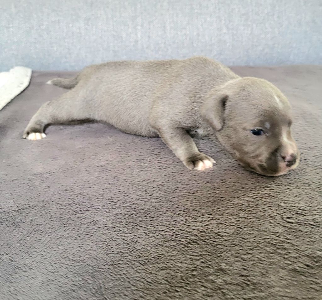 Dog Passion - Chiots disponibles - Staffordshire Bull Terrier