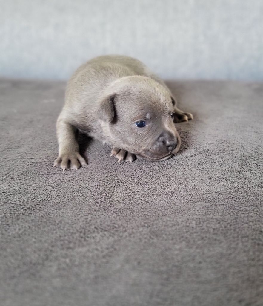 Dog Passion - Chiots disponibles - Staffordshire Bull Terrier