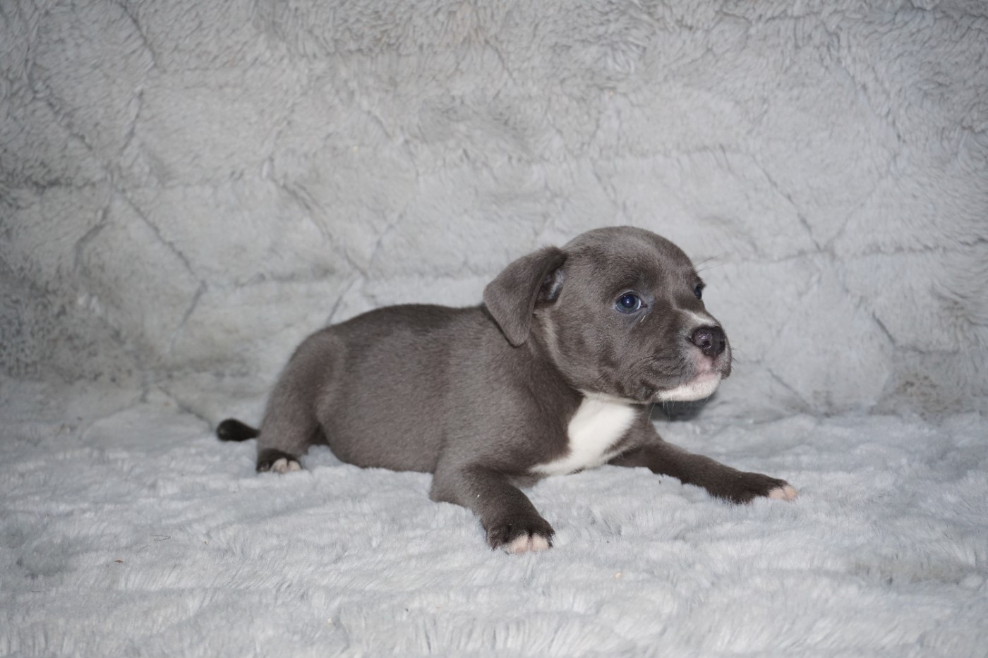 Dog Passion - Chiots disponibles - Staffordshire Bull Terrier