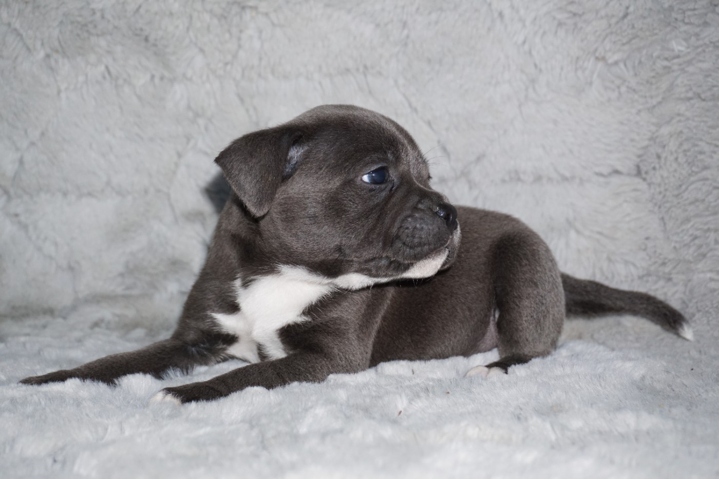 Dog Passion - Chiots disponibles - Staffordshire Bull Terrier