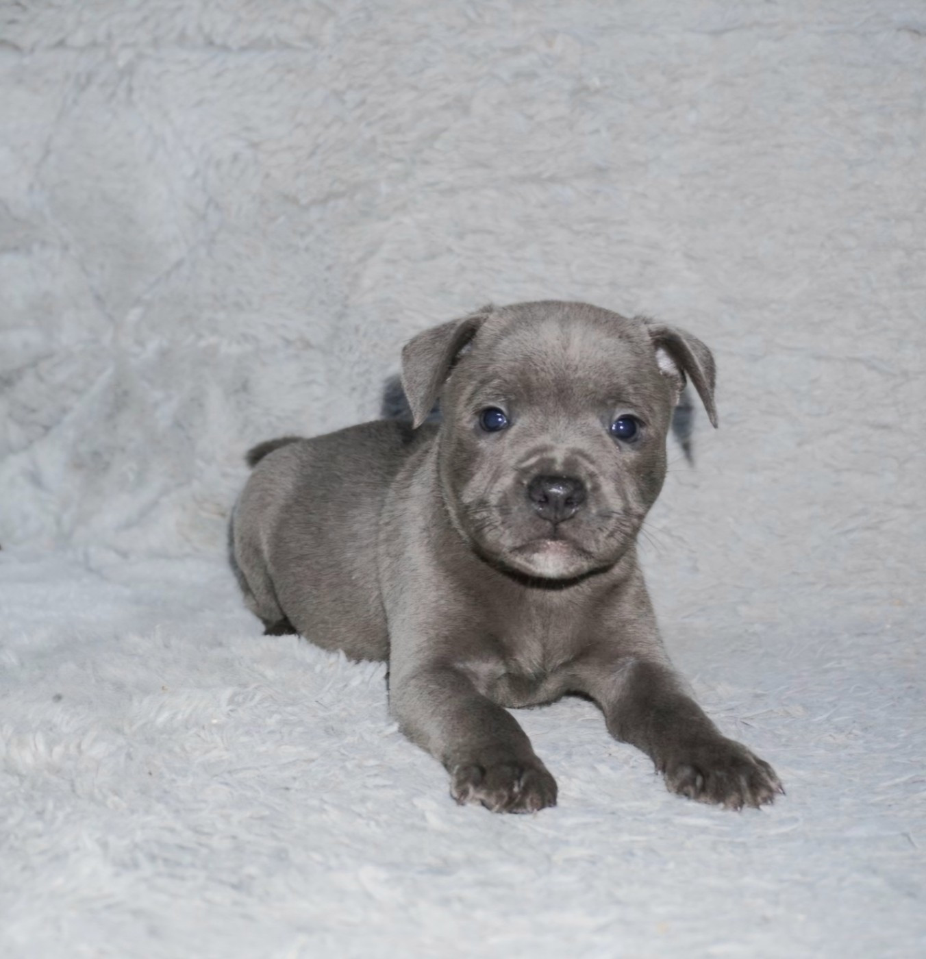 Dog Passion - Chiots disponibles - Staffordshire Bull Terrier