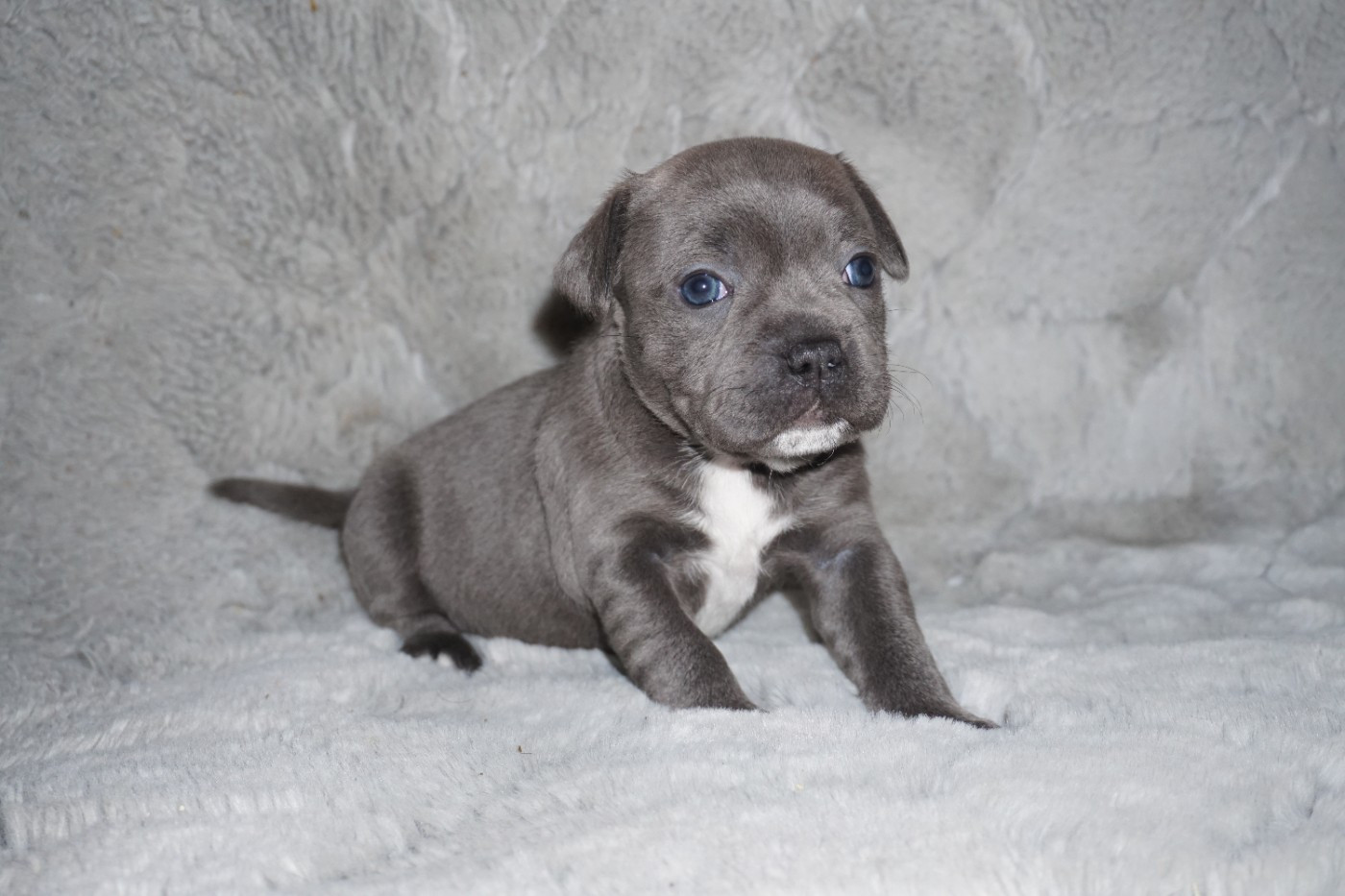 Dog Passion - Chiots disponibles - Staffordshire Bull Terrier