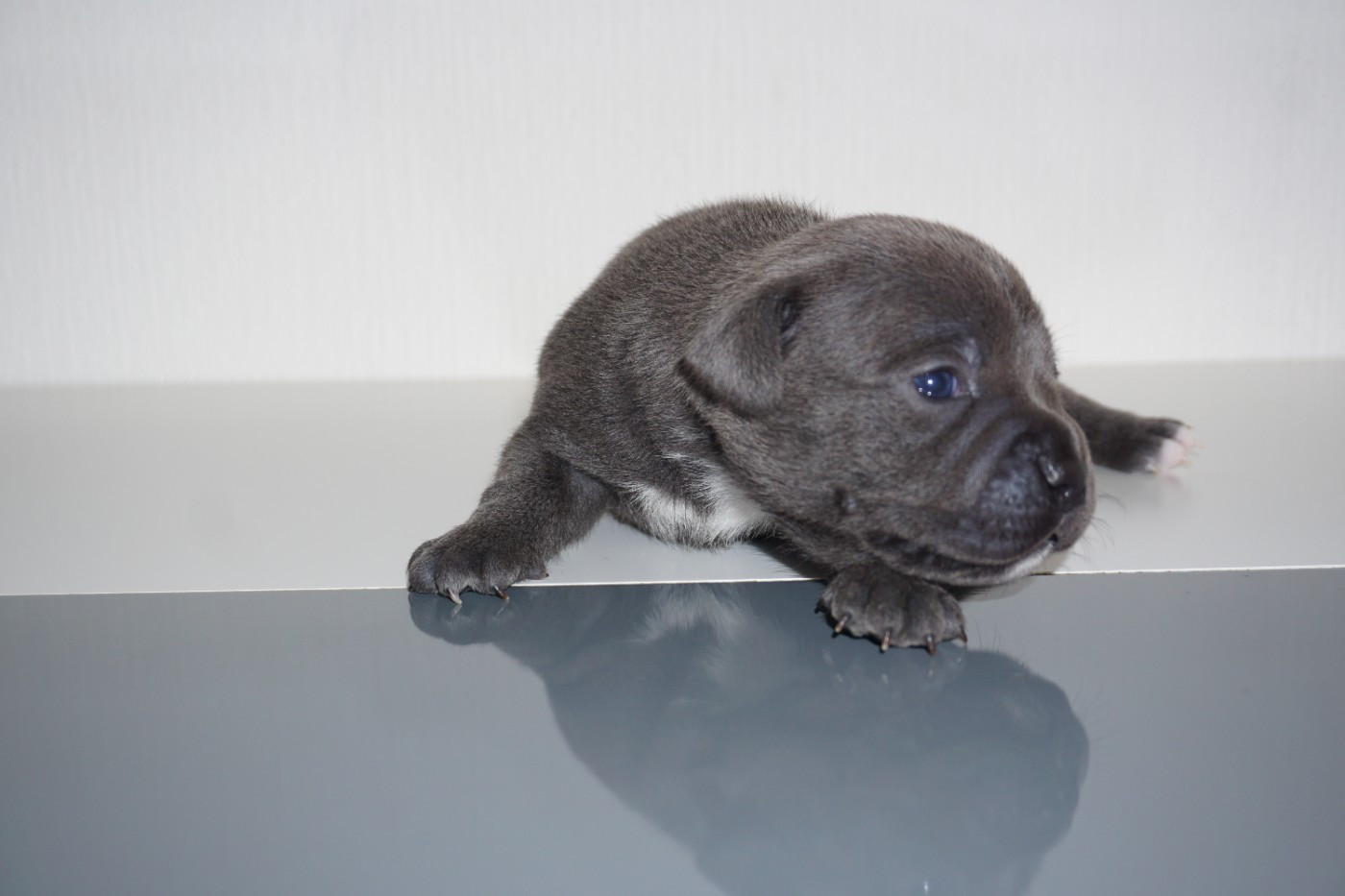 Dog Passion - Staffordshire Bull Terrier - Portée née le 13/04/2026