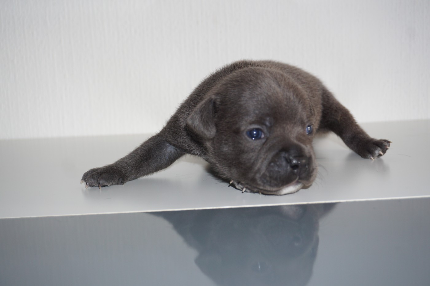 Dog Passion - Chiots disponibles - Staffordshire Bull Terrier