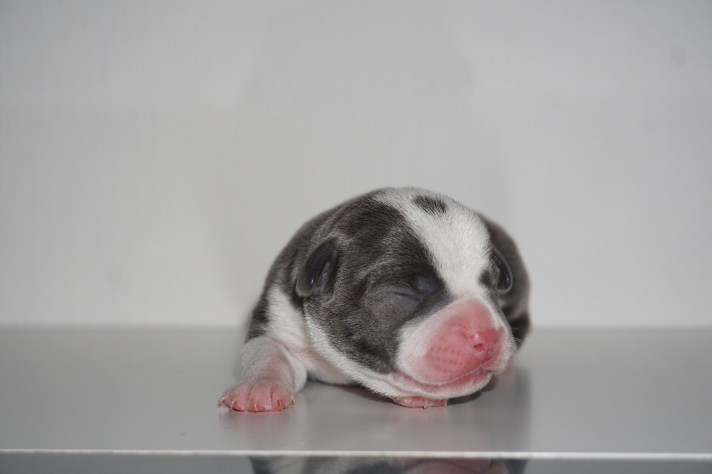 Dog Passion - Chiots disponibles - Staffordshire Bull Terrier