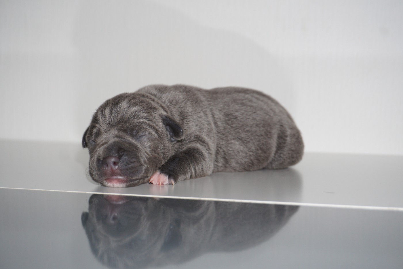 Dog Passion - Chiots disponibles - Staffordshire Bull Terrier