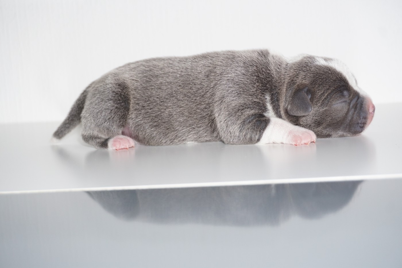 Dog Passion - Chiots disponibles - Staffordshire Bull Terrier