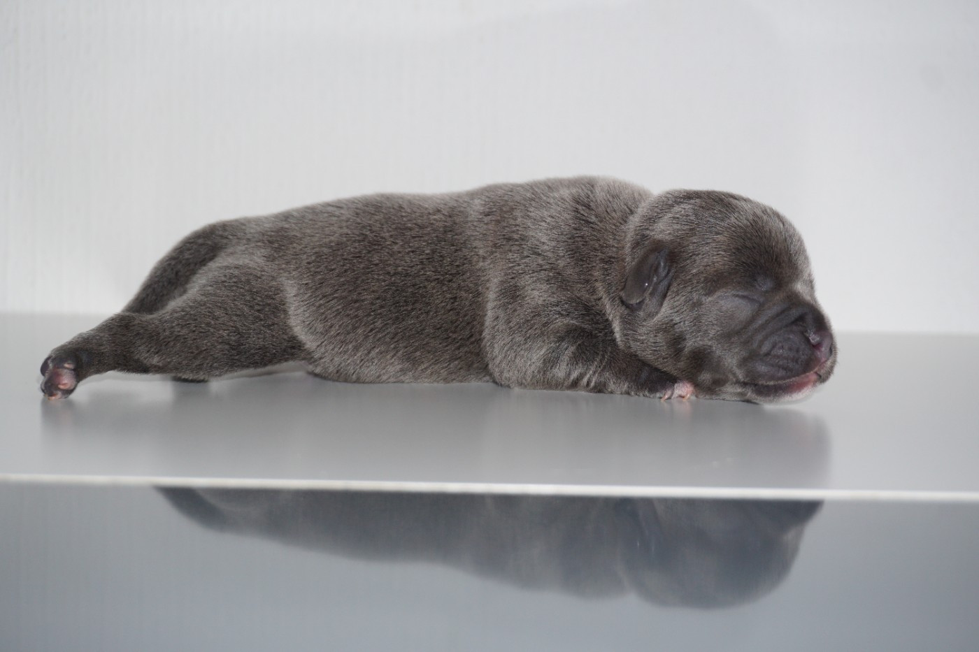 Dog Passion - Chiots disponibles - Staffordshire Bull Terrier