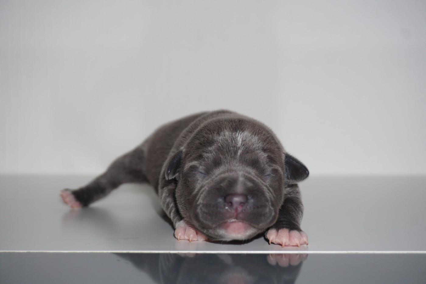 Dog Passion - Chiots disponibles - Staffordshire Bull Terrier