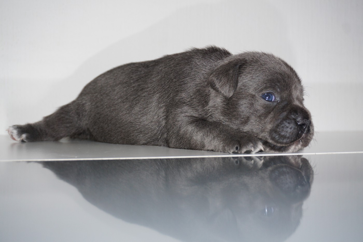 Dog Passion - Chiots disponibles - Staffordshire Bull Terrier