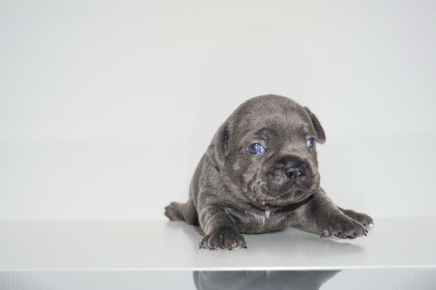 Dog Passion - Chiots disponibles - Staffordshire Bull Terrier