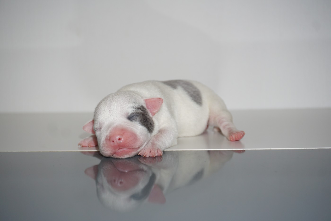 Dog Passion - Chiots disponibles - Staffordshire Bull Terrier