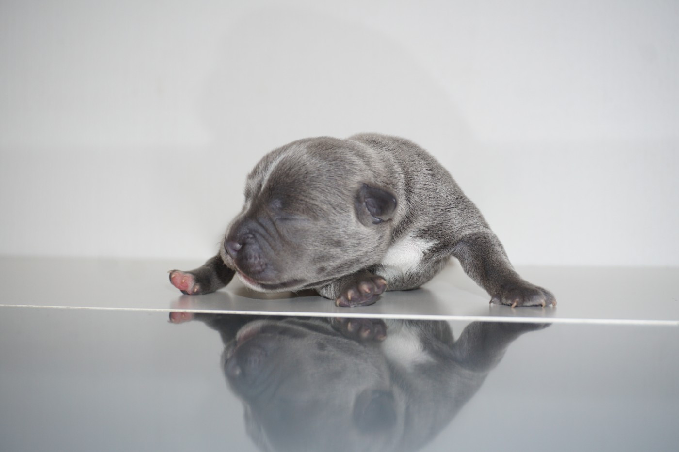Dog Passion - Chiots disponibles - Staffordshire Bull Terrier