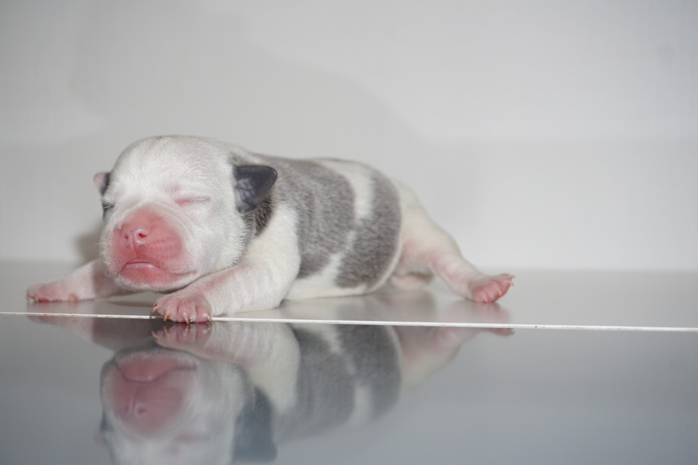 Dog Passion - Chiots disponibles - Staffordshire Bull Terrier