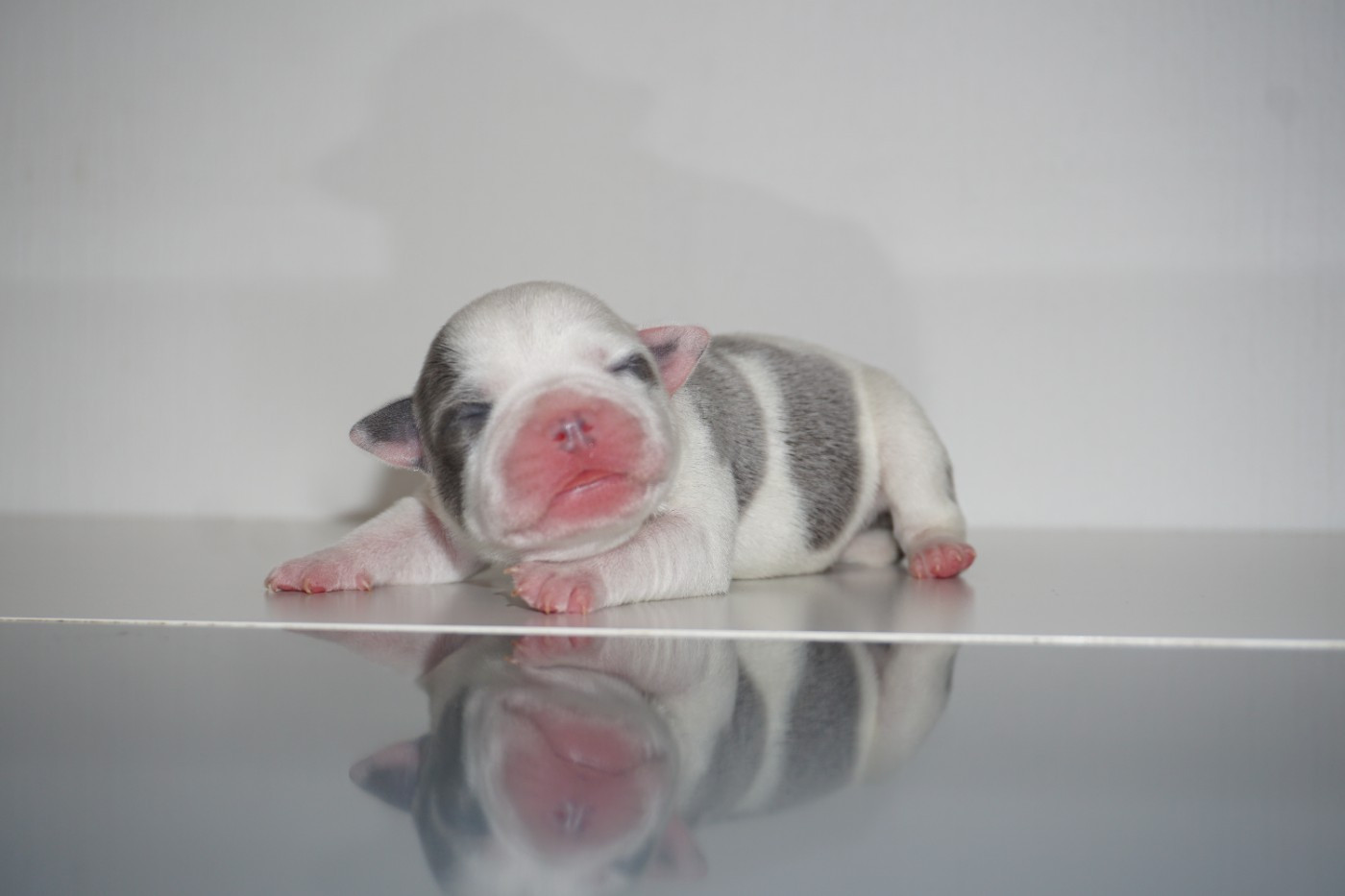 Dog Passion - Chiots disponibles - Staffordshire Bull Terrier