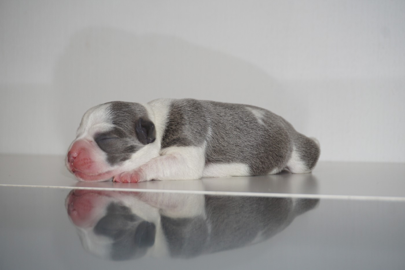 Dog Passion - Chiots disponibles - Staffordshire Bull Terrier