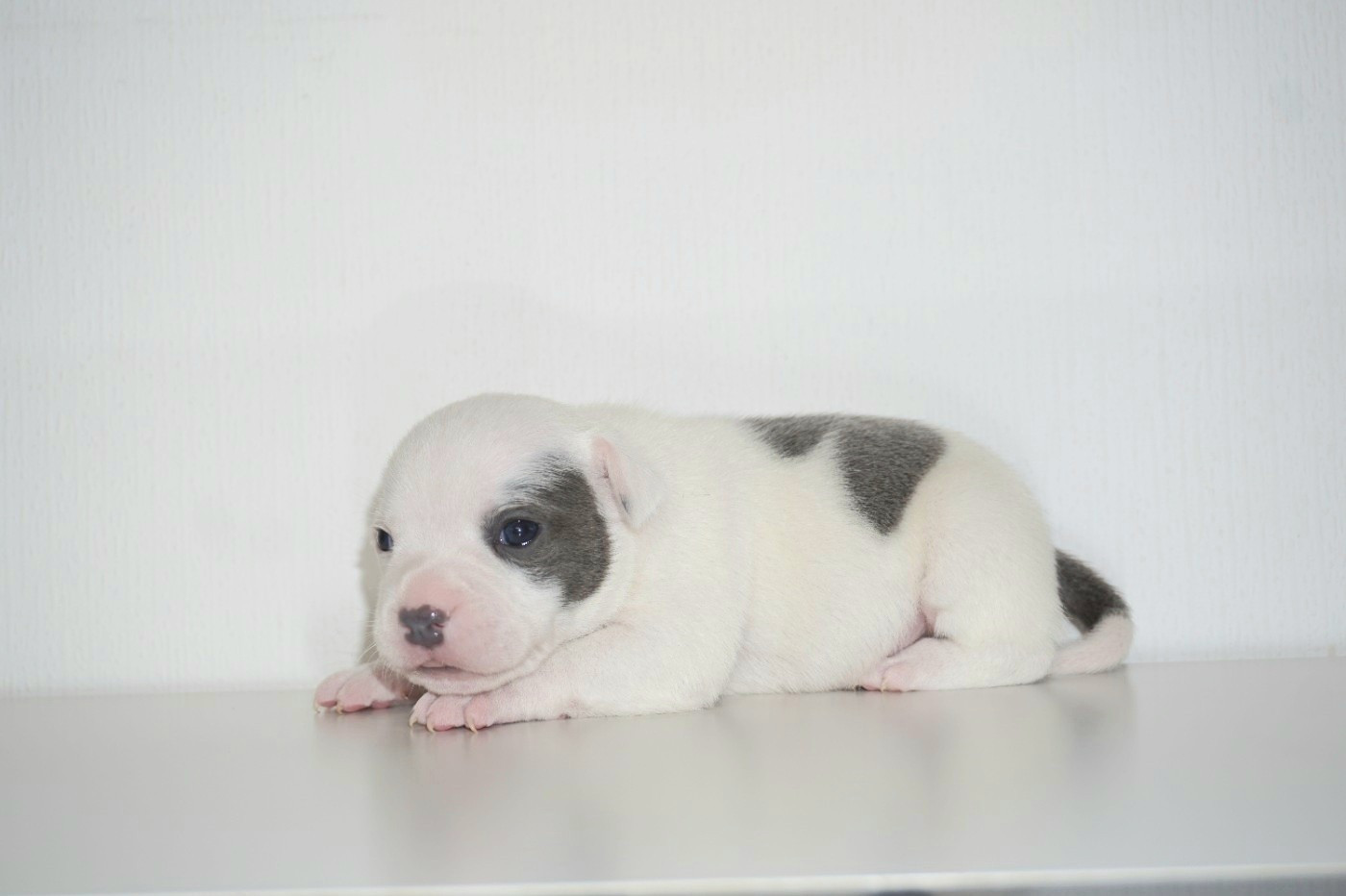 Dog Passion - Chiots disponibles - Staffordshire Bull Terrier