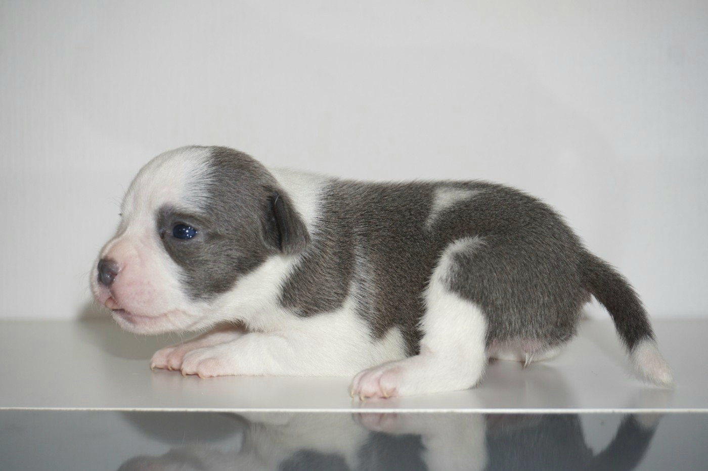 Dog Passion - Chiots disponibles - Staffordshire Bull Terrier