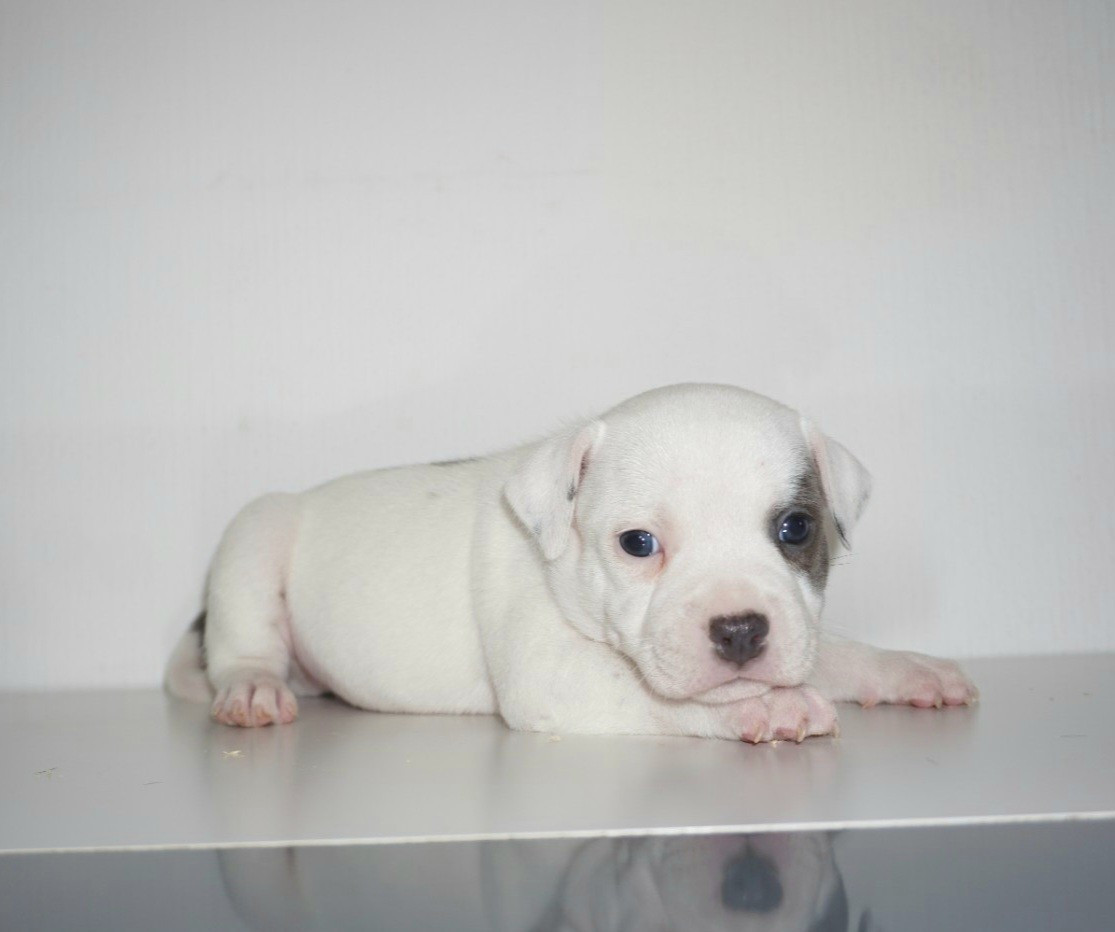 Dog Passion - Chiots disponibles - Staffordshire Bull Terrier