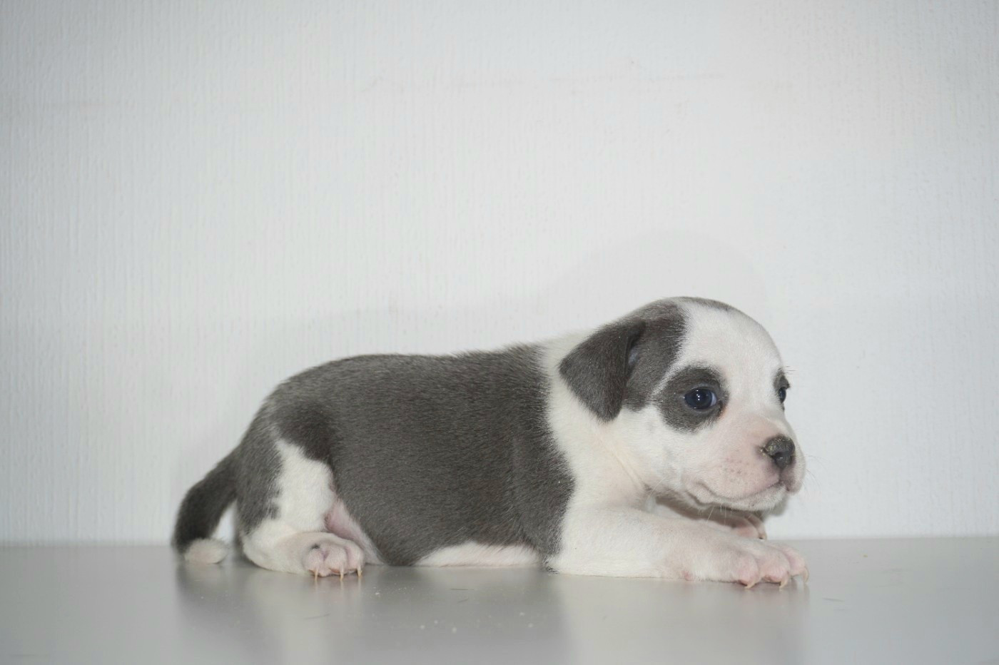 Dog Passion - Chiots disponibles - Staffordshire Bull Terrier