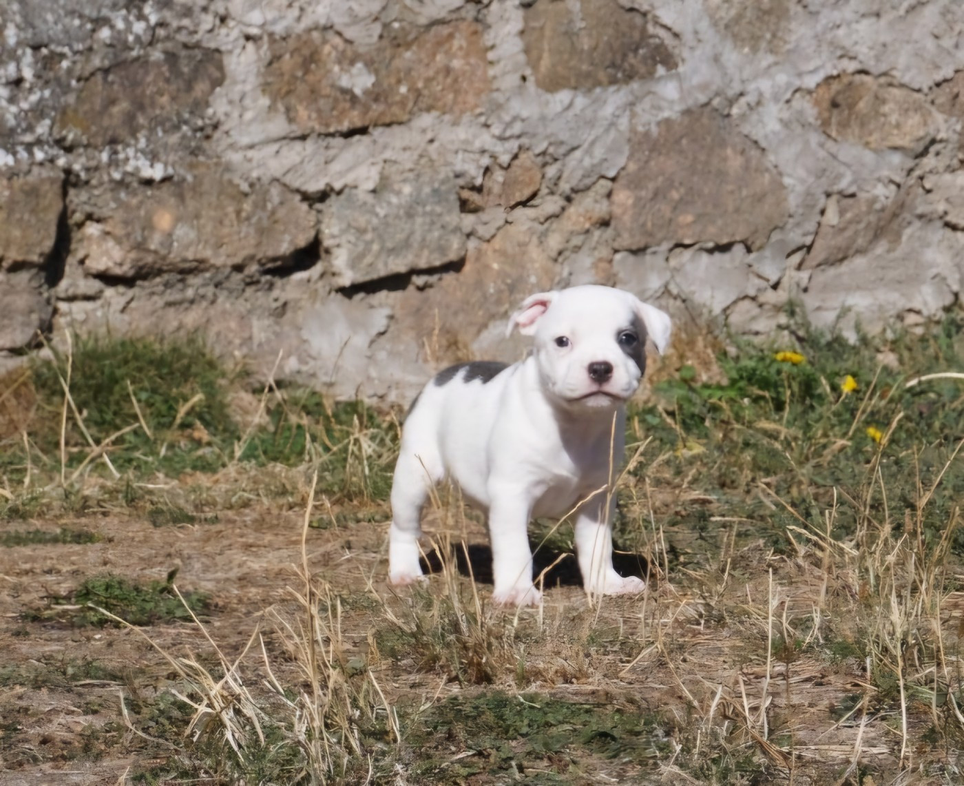 Dog Passion - Chiots disponibles - Staffordshire Bull Terrier
