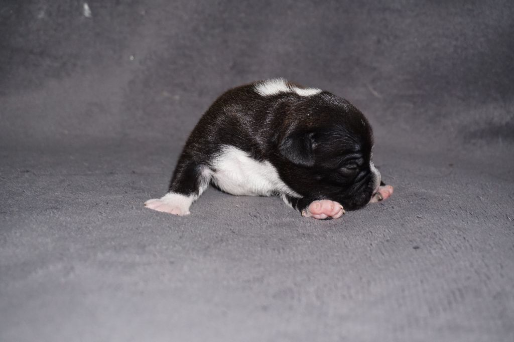 Dog Passion - Chiots disponibles - Staffordshire Bull Terrier