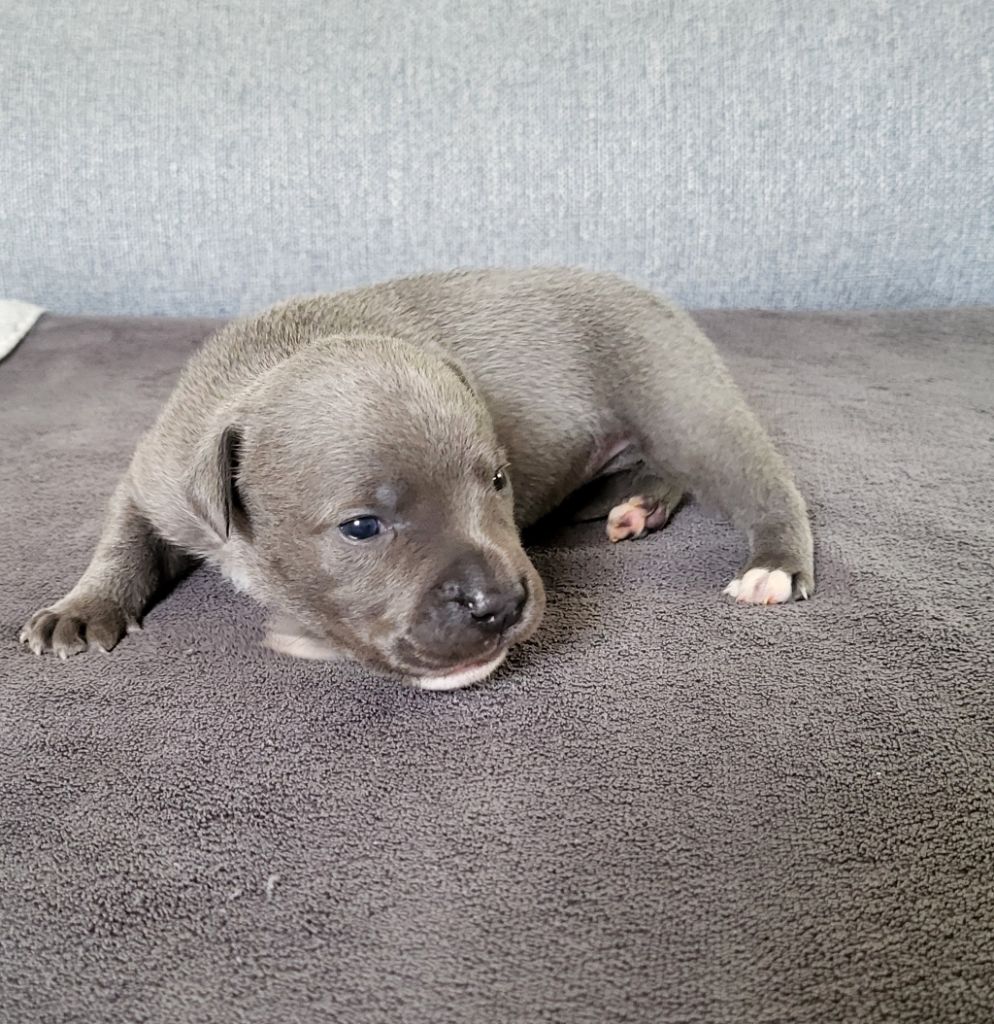 Dog Passion - Chiots disponibles - Staffordshire Bull Terrier