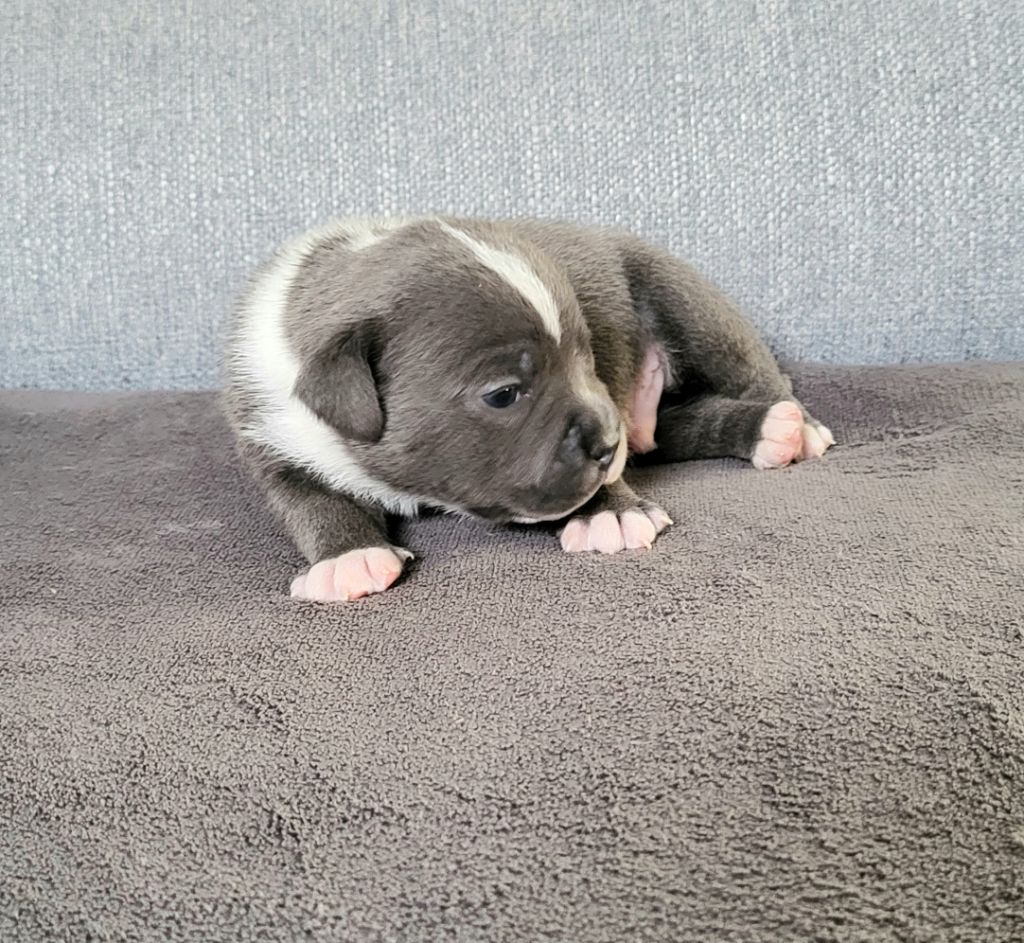 Dog Passion - Chiots disponibles - Staffordshire Bull Terrier