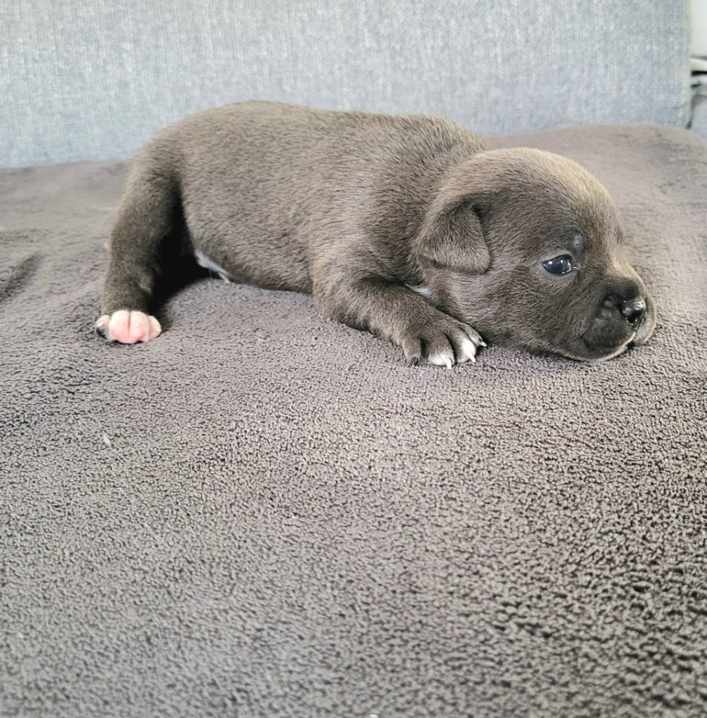 Dog Passion - Chiots disponibles - Staffordshire Bull Terrier