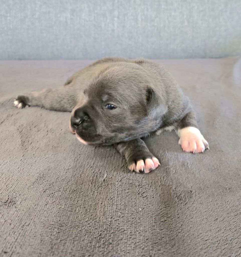 Dog Passion - Chiots disponibles - Staffordshire Bull Terrier