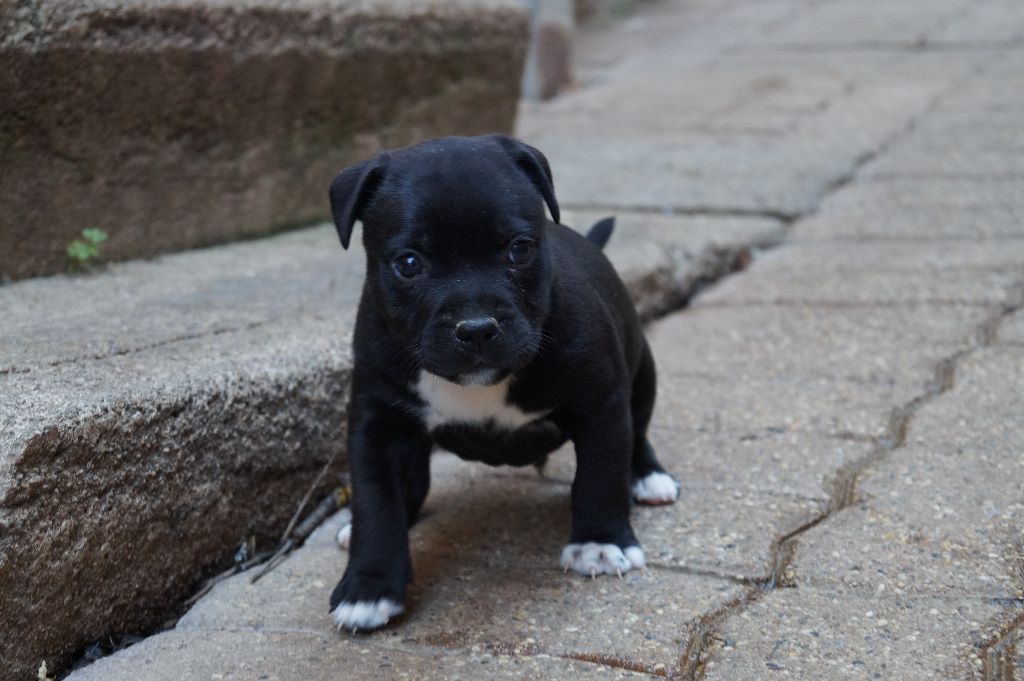CHIOT