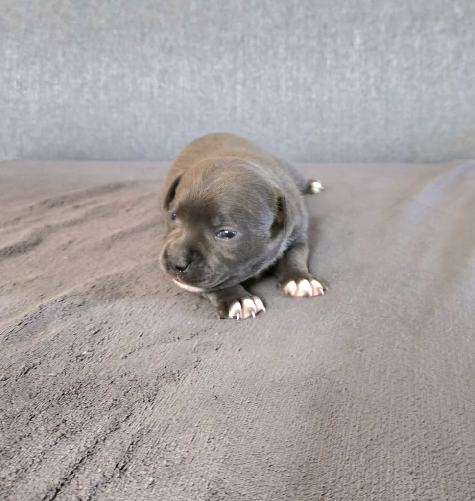 Dog Passion - Chiots disponibles - Staffordshire Bull Terrier