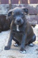 CHIOT