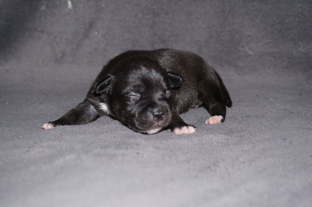 Dog Passion - Chiots disponibles - Staffordshire Bull Terrier