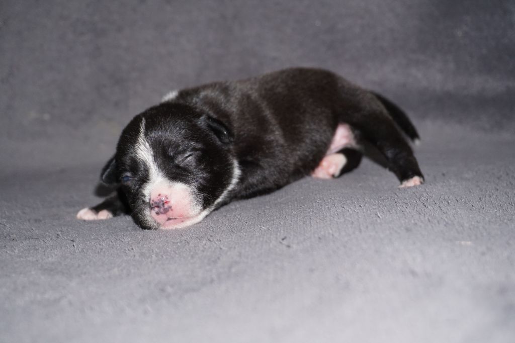 Dog Passion - Chiots disponibles - Staffordshire Bull Terrier