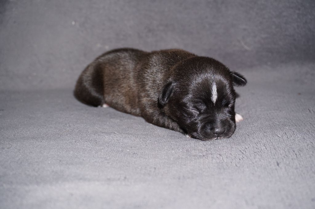 Dog Passion - Chiots disponibles - Staffordshire Bull Terrier