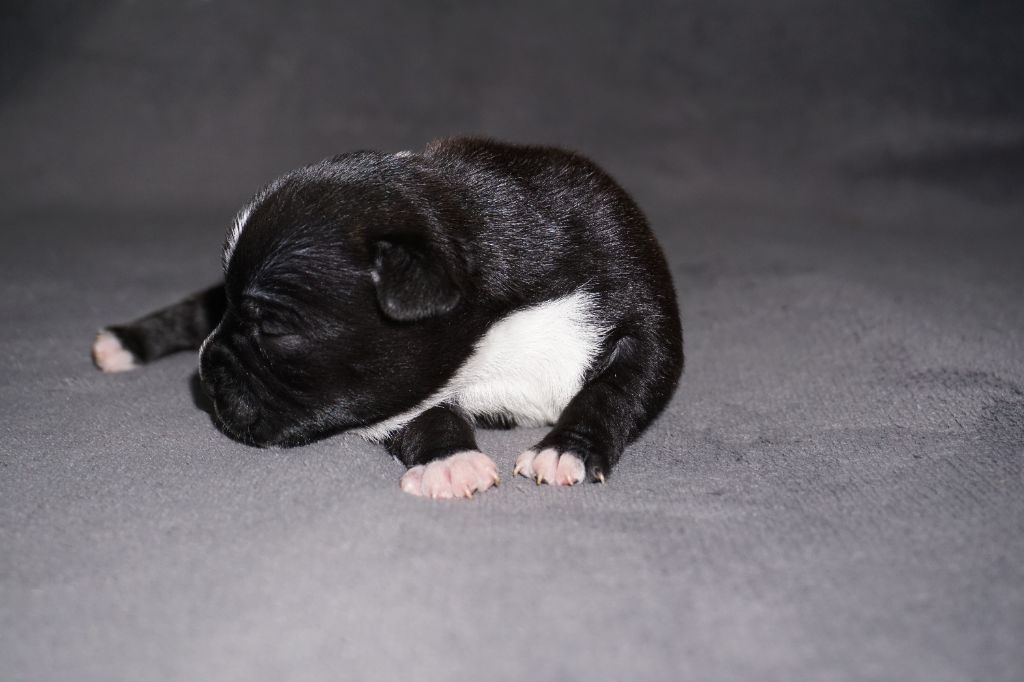 Dog Passion - Chiots disponibles - Staffordshire Bull Terrier